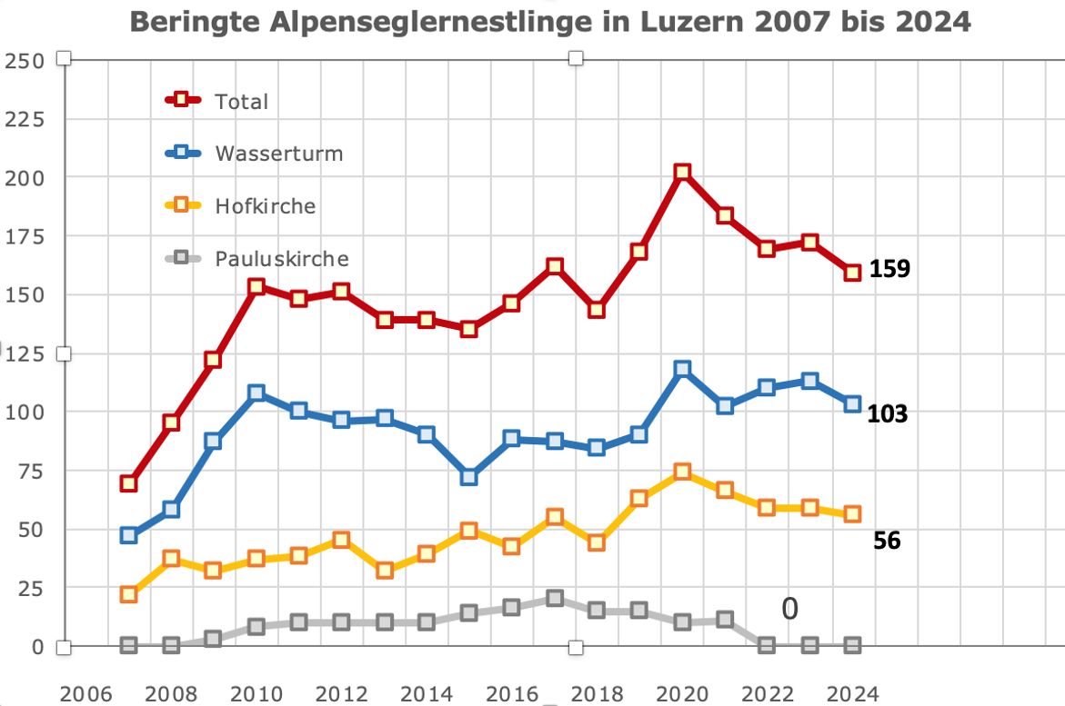 Alpenseglernestlinge 2024